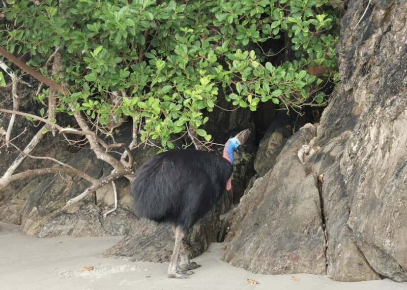 Cairns: Kuranda Scenic Railway & Skyrail Small Group Tour - Final Thoughts