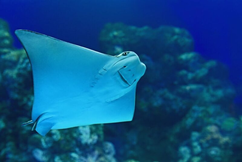 Cairns: Marine Life Encounter - Exploring Cairns: Marine Life Encounter – An Honest Look