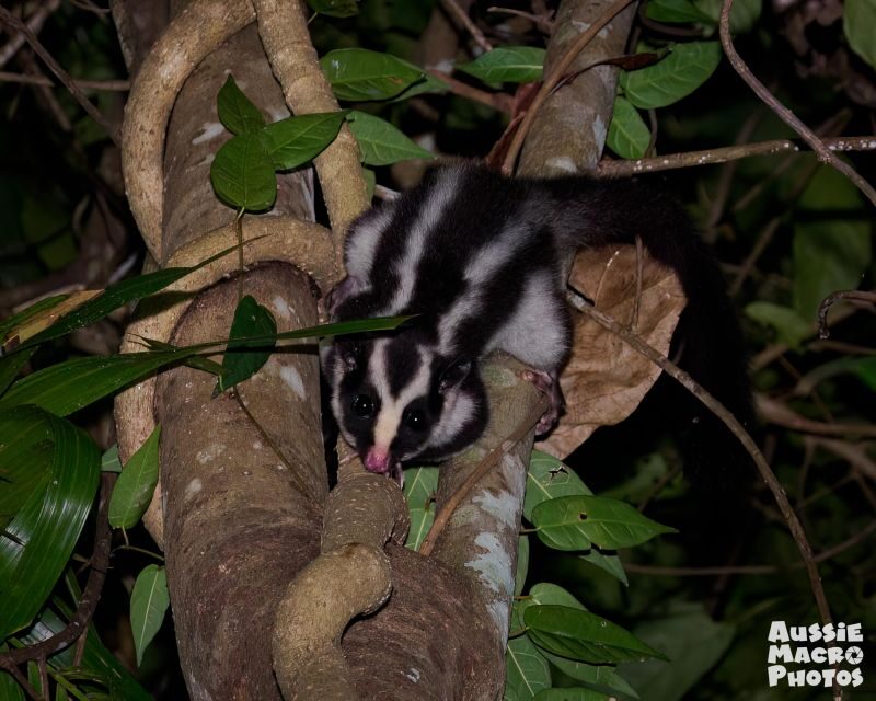 Cairns: Night Walk in Cairns Botanic Gardens - The Experience: What You Can Expect