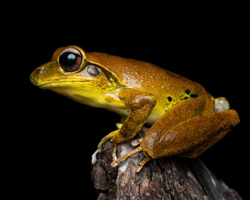 Cairns: Night Walk in Cairns Botanic Gardens - Who Will Love This Tour?