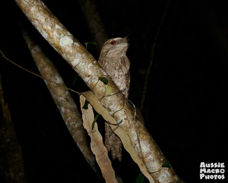 Cairns: Night Walk in Cairns Botanic Gardens - The Sum Up