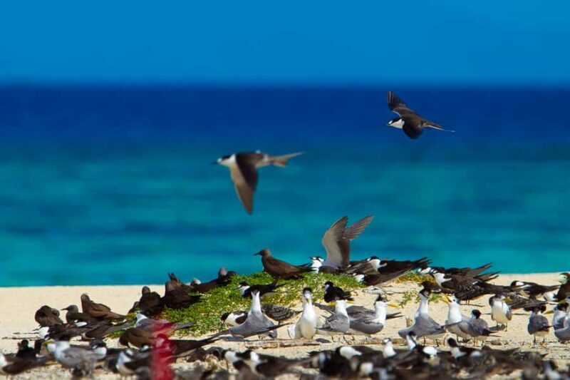 Cairns: Ocean Spirit Great Barrier Reef Full Day Tour - Who Will Love This Tour?