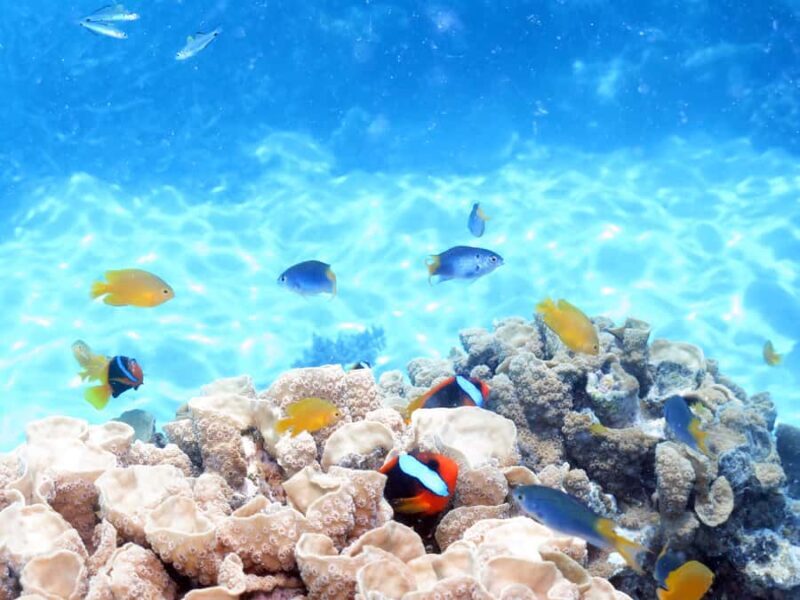 Cairns: Ocean Spirit Great Barrier Reef Full Day Tour - Practical Tips for Your Reef Adventure