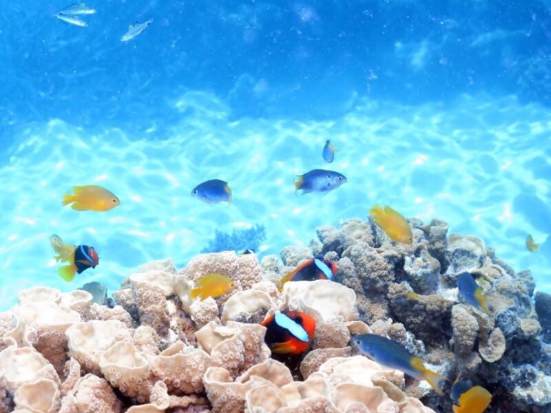 Cairns: Ocean Spirit Great Barrier Reef Full Day Tour - Analyzing the Value