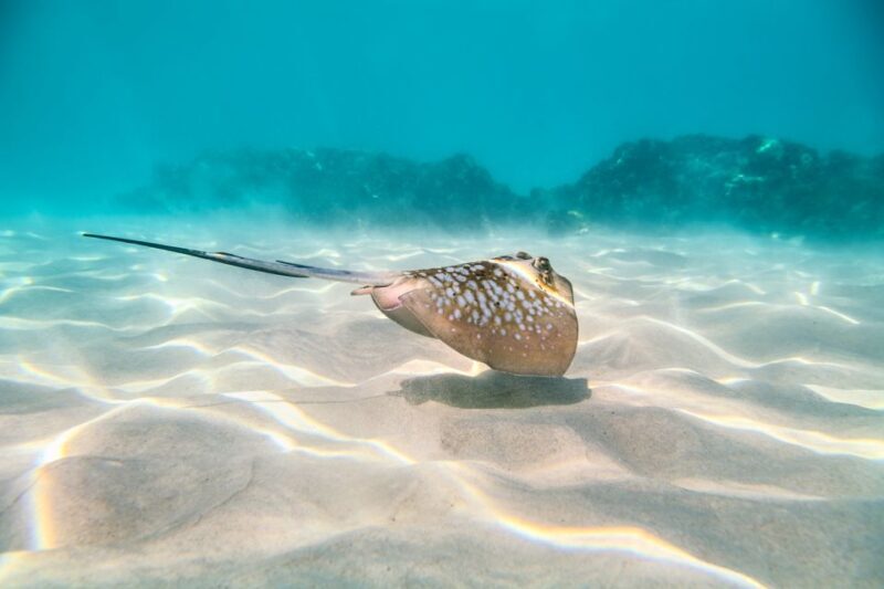 Cairns: Outer and Coral Cay Snorkel and Dive Cruise - Setting the Scene: What to Expect
