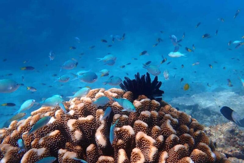 Cairns: Outer Great Barrier Reef & Dunk Island Small Group - Reef Exploration: Diversity and Authenticity