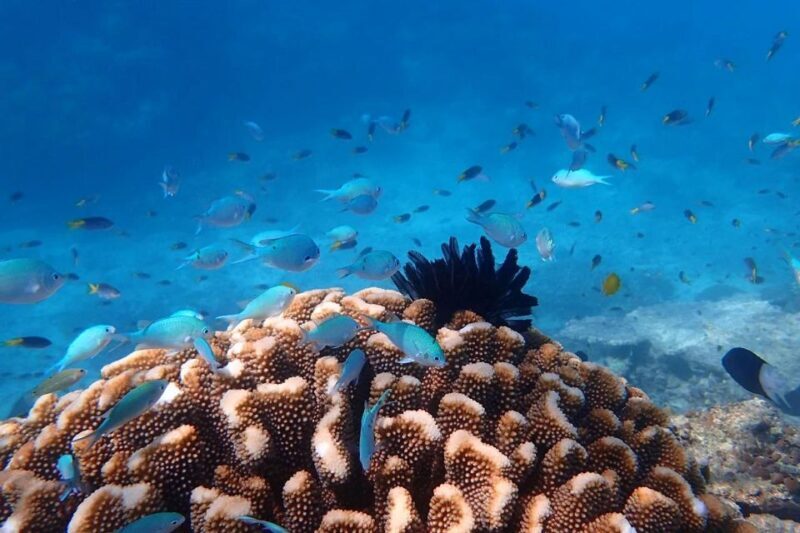 Cairns: Outer Great Barrier Reef & Dunk Island Small Group - Is It Worth the Price?