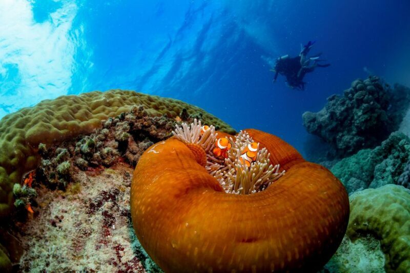 Cairns: Outer Great Barrier Reef Full-Day Tour with Lunch - The Return: A Relaxed Finish with Wine and Cheese