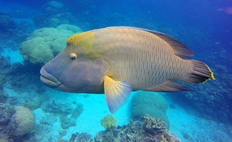 Cairns: Outer Great Barrier Reef Full-Day Tour with Lunch - Why this Tour Delivers Value