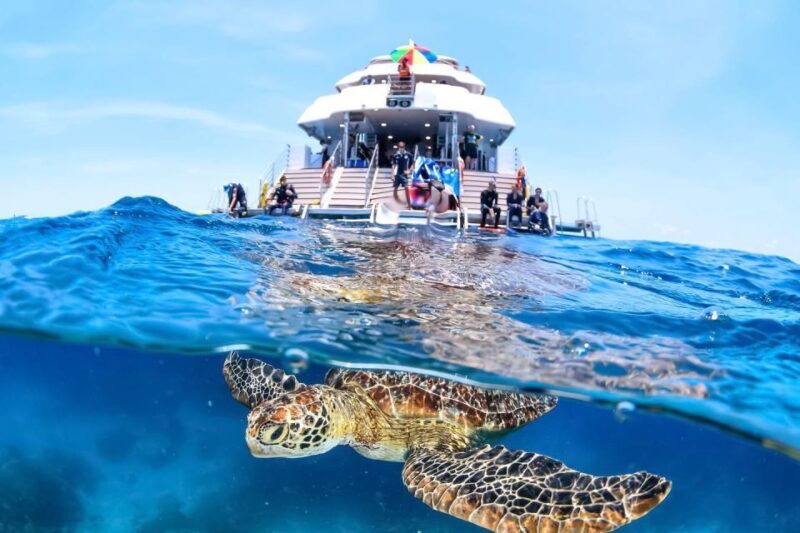 Cairns: Outer Great Barrier Reef Full-Day Tour with Lunch - Who Is This Tour Best For?
