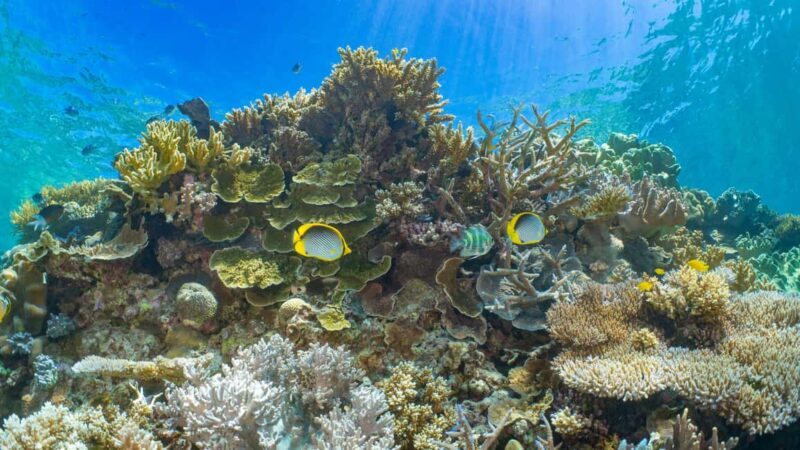 Cairns: Outer Great Barrier Reef Pontoon with Activities - Key Points