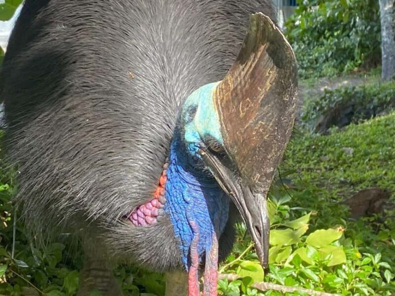 Cairns: Paronella Park Rainforest Full-Day Tour with Dinner - Dinner and Night Tour: A Perfect Finish