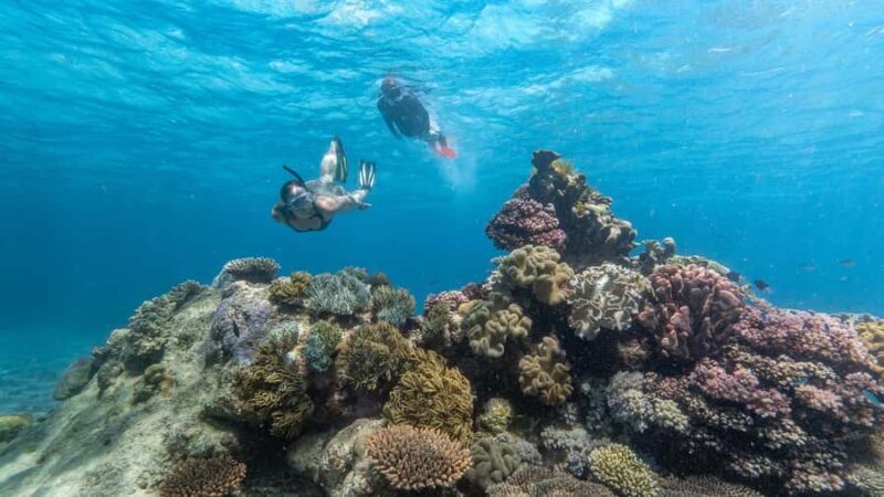 Cairns: Premium Snorkelling and Diving Reef Day Trip - Key Points