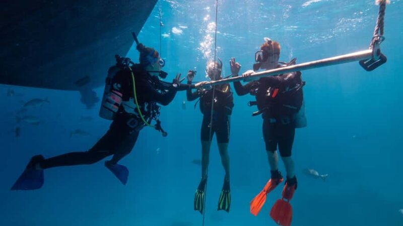 Cairns: Premium Snorkelling and Diving Reef Day Trip - Overall value and experience