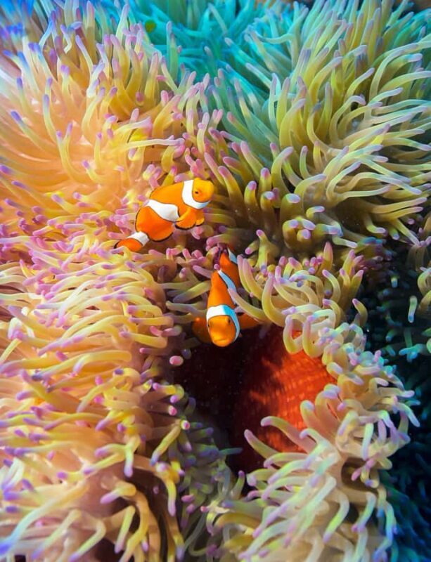 Cairns: Pro Dive 5 Day Learn to Dive Great Barrier Reef - Practical Aspects: Transportation, Cost, and Value