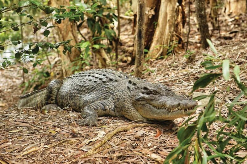 Cairns Shore Excursion: Crocodile & Wildlife Park Tour - Key Points