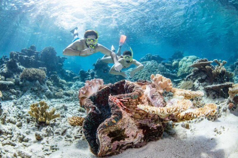Cairns: Silverswift 3 Great Barrier Reef Sites in 1 Day - Authentic Experiences and Practical Insights