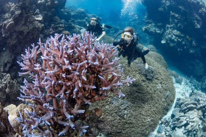 Cairns: Silverswift 3 Great Barrier Reef Sites in 1 Day - The Sum Up