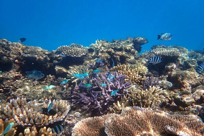 Cairns: Small Group | Outer Reef Snorkel & Dunk Island - Why Choose This Tour? An Authentic Reef and Island Adventure
