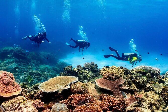 Cairns: Tandem Skydive Experience over Reef & Rainforest - The Review from Travelers