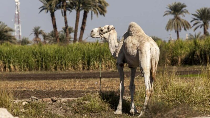 Cairo: Fayoum, Wadi El Rayan, and Wadi al Hitan 4x4 Tour - The Sum Up