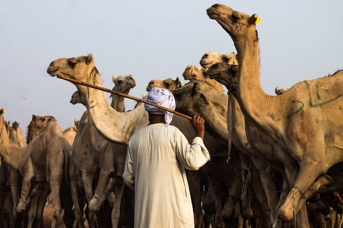 Cairo Unusual Day Tour Visit Camel Market in Birqash - The Role of the Guide