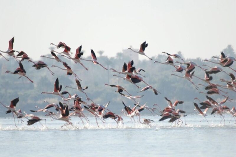 Cairo: Wadi El Ryan, El Fayoum Oasis & Bird Watching Tour - An In-Depth Look at the Tour