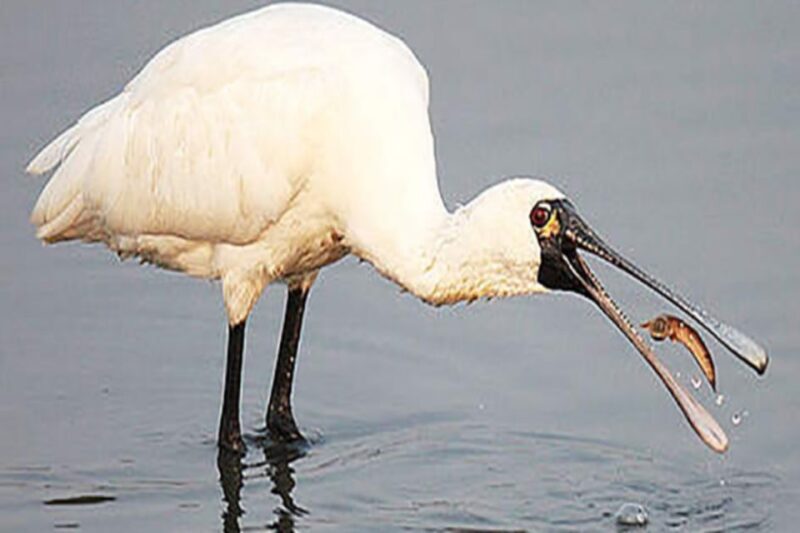 Cairo: Wadi El Ryan, El Fayoum Oasis & Bird Watching Tour - What Could Be Better?