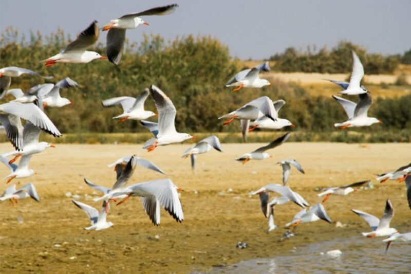 Cairo: Wadi El Ryan, El Fayoum Oasis & Bird Watching Tour - Who Would Love This Tour?