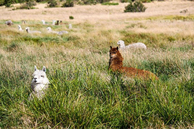cajas-np-hiking-thermal-baths-from-cuenca