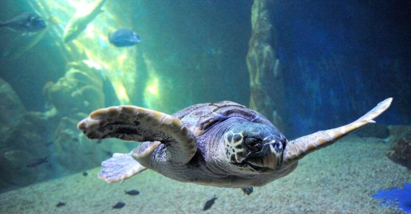 cala-gonone-cala-gonone-aquarium-entry-ticket