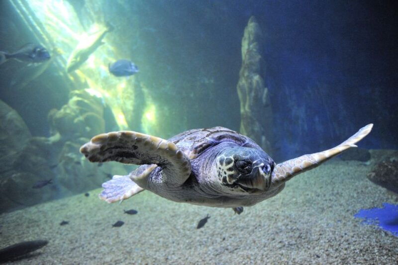 cala-gonone-cala-gonone-aquarium-entry-ticket