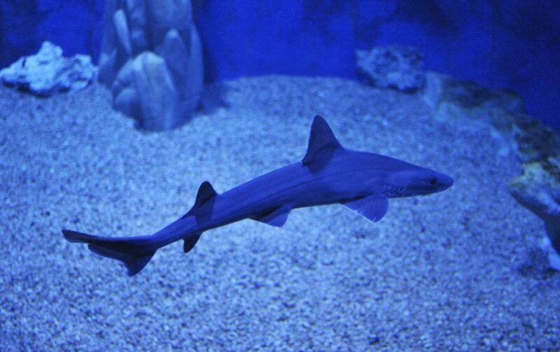 cala-gonone-cala-gonone-aquarium-entry-ticket