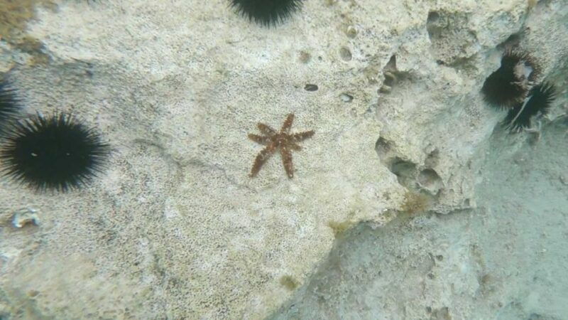 cala-gonone-snorkeling-in-the-orosei-gulf-2