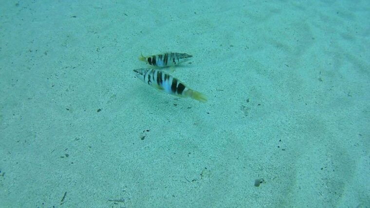 cala-gonone-snorkeling-in-the-orosei-gulf-2