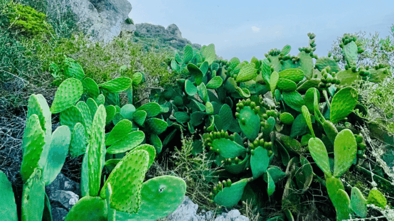 cala-millor-cavemen-cave-on-a-mountainfun-game-and-hike