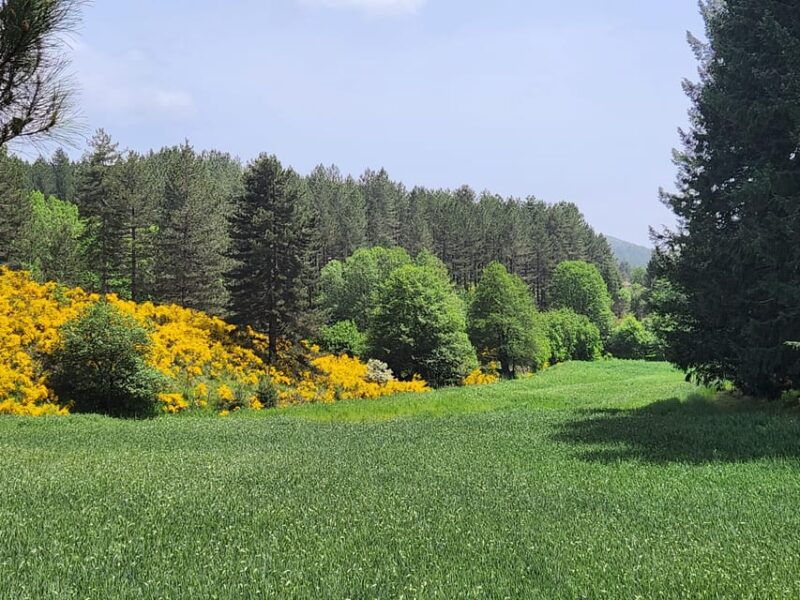 calabria-3-day-bonsai-workshop-with-accommodation