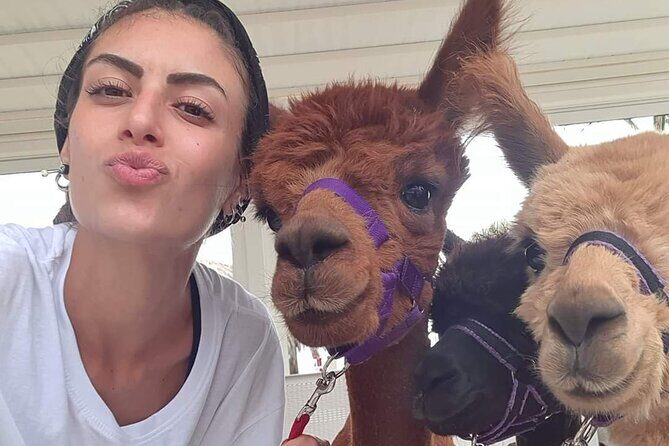 Calabrian Alpacas Sunset Beach Experiences Pizzo VV AlpacSelfies - Introduction