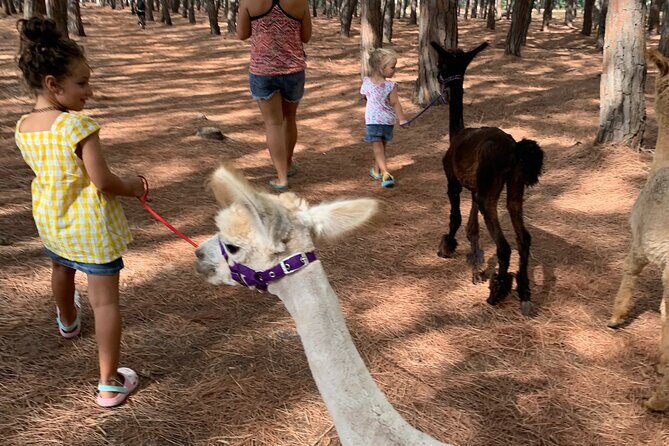 Calabrian Alpacas Sunset Beach Experiences Pizzo VV AlpacSelfies - Pricing and Value
