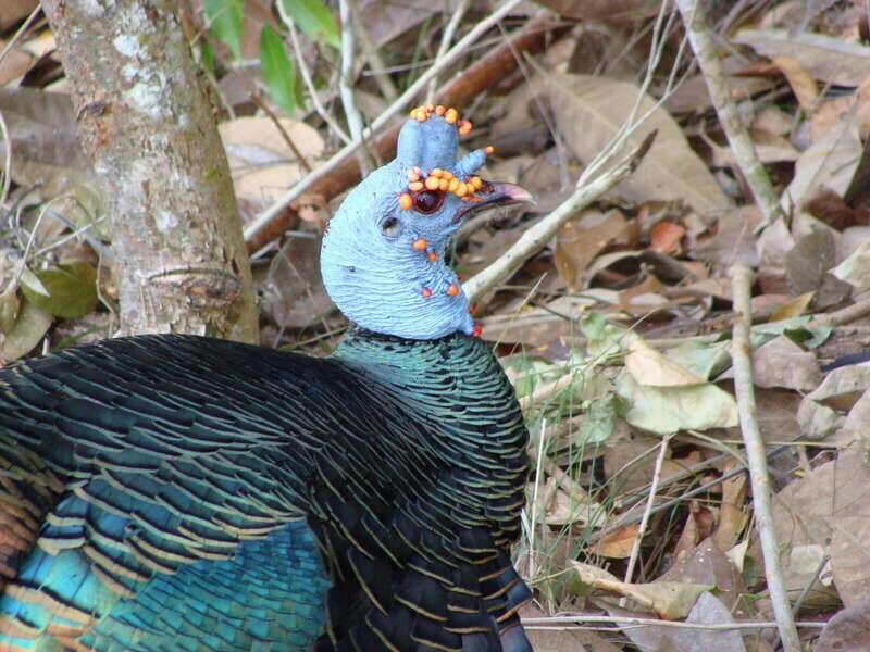 Calakmul: The Jewel in the Jungle - Who Should Consider This Tour?