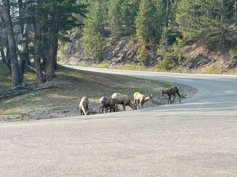 calgary-canmore-banff-enchanting-banff-national-park-tour