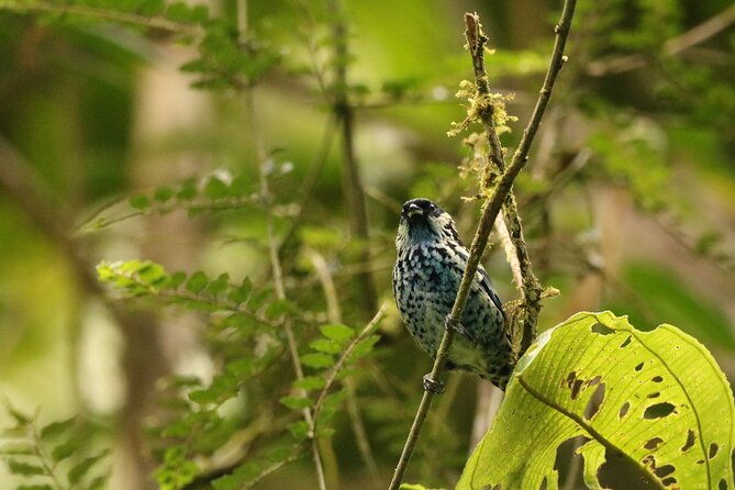 cali-bird-watching-birding-in-the-cloud-forest-at-kilometer-18