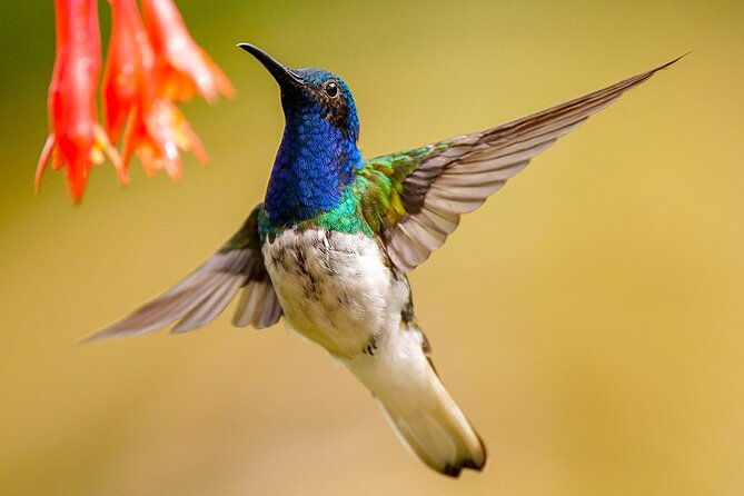 cali-bird-watching-birding-in-the-cloud-forest-at-kilometer-18