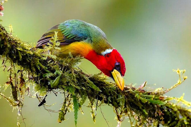 cali-bird-watching-birding-in-the-cloud-forest-at-kilometer-18