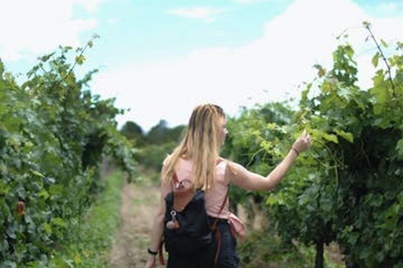 calistoga-napa-valley-cycling-and-winery-tour-with-picnic