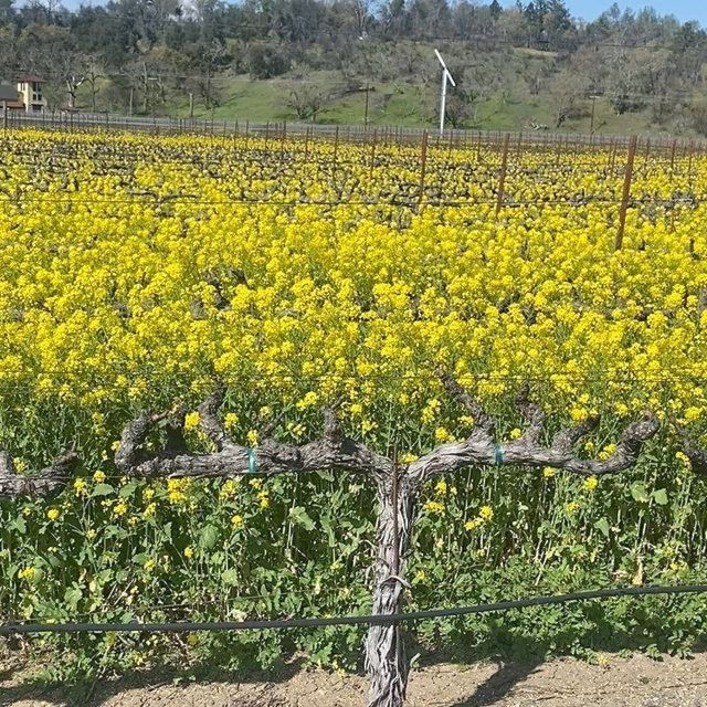 calistoga-napa-valley-cycling-and-winery-tour-with-picnic