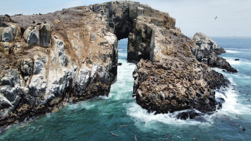 callao-swimming-with-sea-lions-palomino-islands-boat-tour