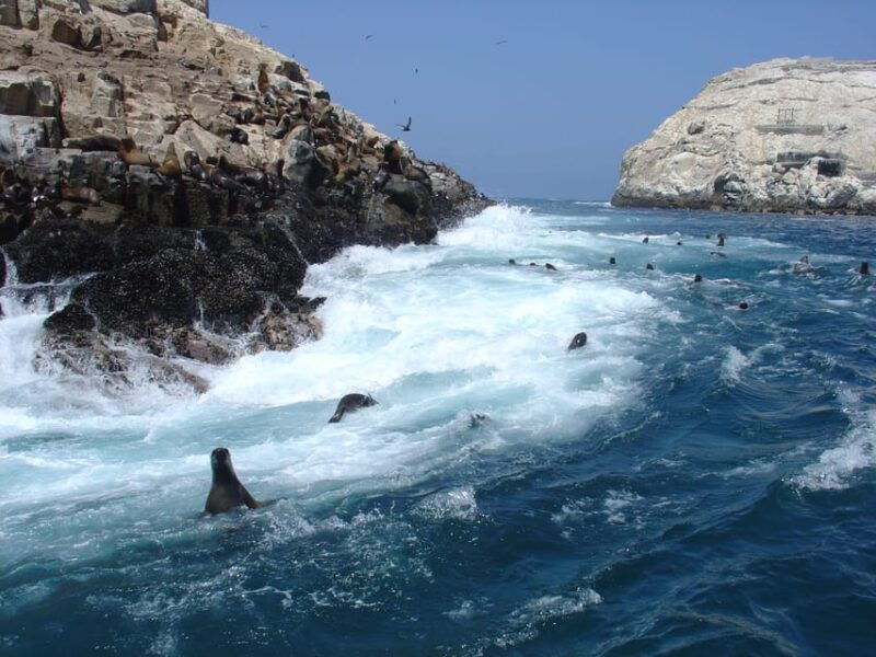 callao-swimming-with-sea-lions-palomino-islands-boat-tour