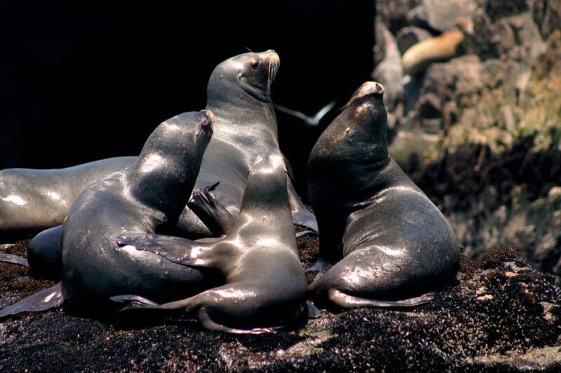 callao-swimming-with-sea-lions-palomino-islands-boat-tour