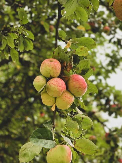 Calvados: the art of making Coquerel Calvados and Normindia Gin - Practicalities and Value  